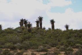 F:\MIJN DOCUMENTEN\Pictures\Reis Zuid-Afrika 2008\2008_11_03\IMG_2757.JPG